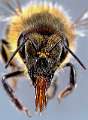 apis mellifera